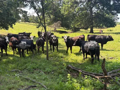 cattle listing photo