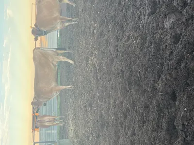 cattle listing photo