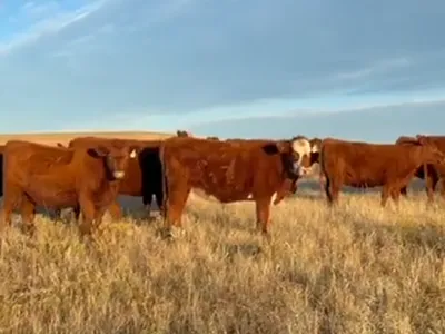 cattle listing photo