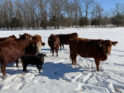 cattle listing photo