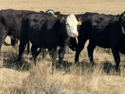 cattle listing photo