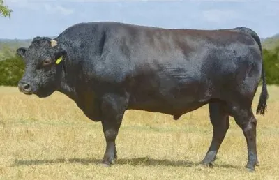 cattle listing photo