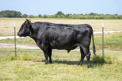 cattle listing photo