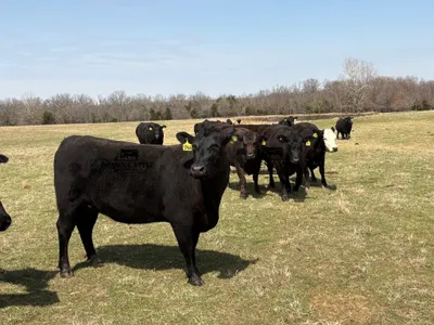 cattle listing photo