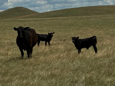cattle listing photo