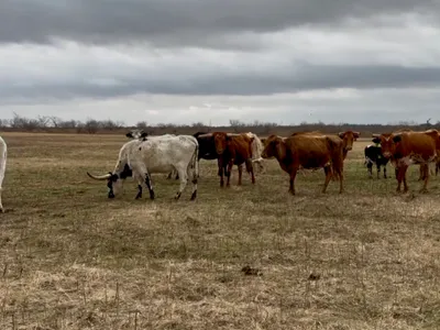 cattle listing photo