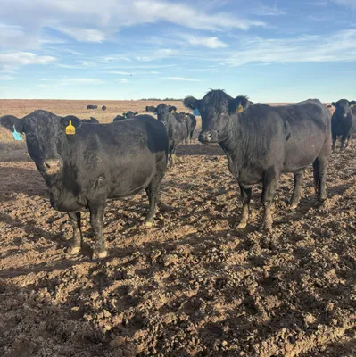 cattle listing photo