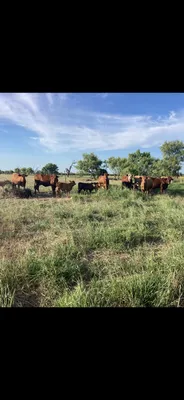cattle listing photo