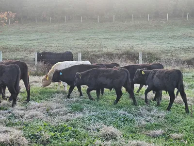 cattle listing photo