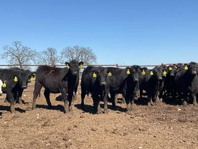 cattle listing photo