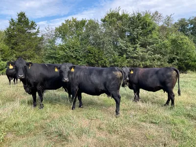 cattle listing photo