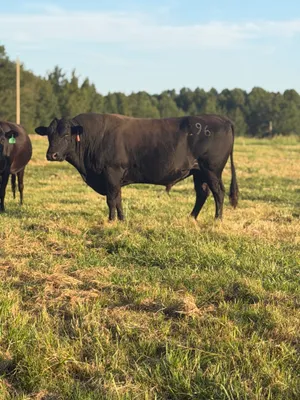 cattle listing photo