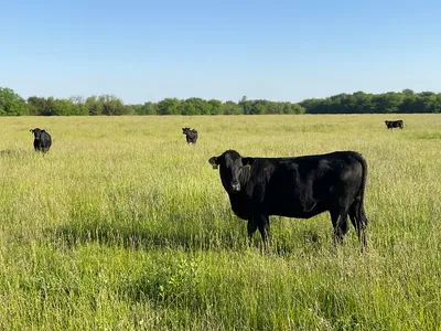 cattle listing photo