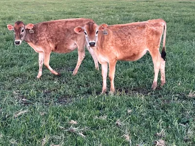 cattle listing photo
