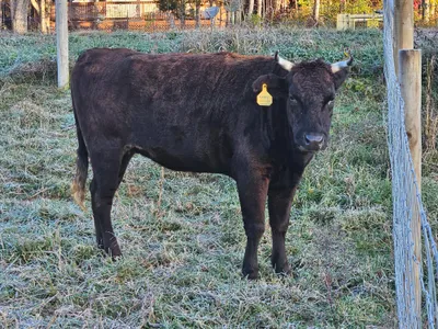 cattle listing photo