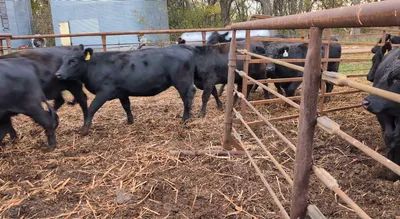 cattle listing photo