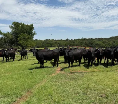 cattle listing photo