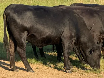 cattle listing photo