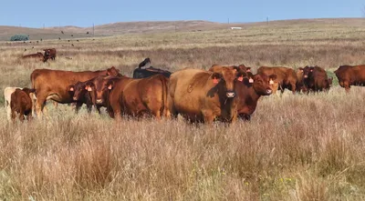 cattle listing photo