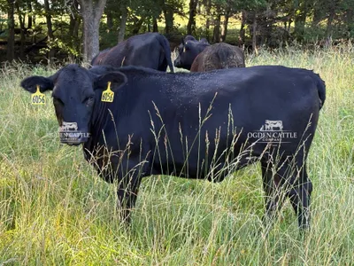cattle listing photo