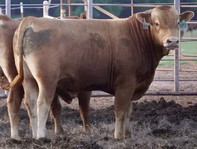 cattle listing photo