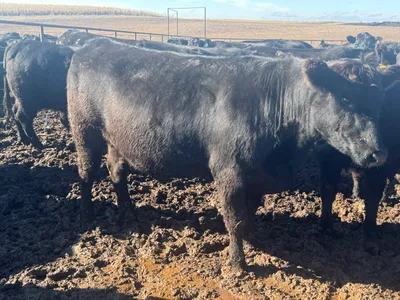 cattle listing photo