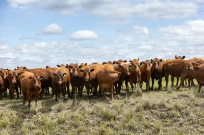 cattle listing photo