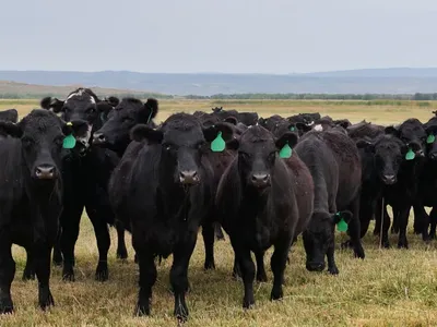 cattle listing photo