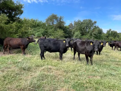 cattle listing photo