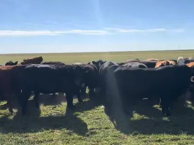 cattle listing photo