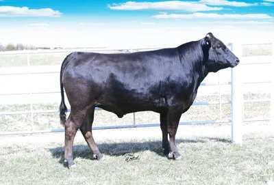 cattle listing photo