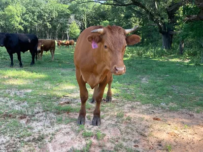 cattle listing photo