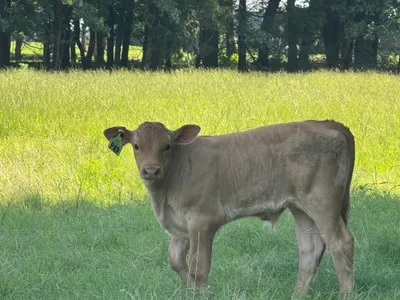 cattle listing photo