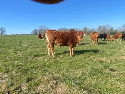 cattle listing photo