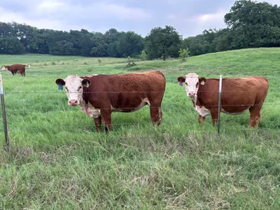 cattle listing photo
