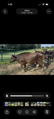 cattle listing photo
