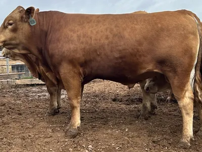 cattle listing photo