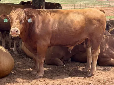 cattle listing photo