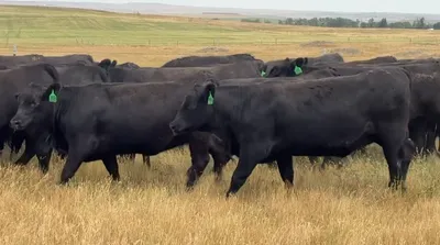 cattle listing photo