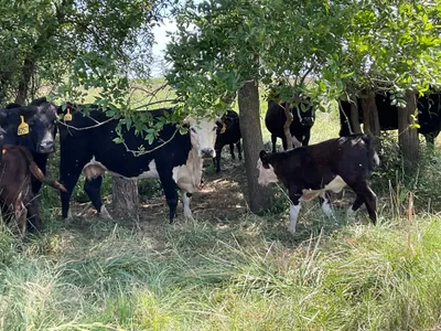 cattle listing photo