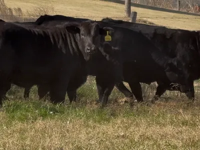 cattle listing photo