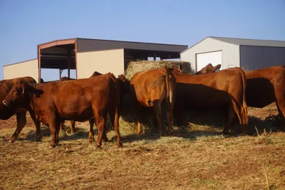 cattle listing photo