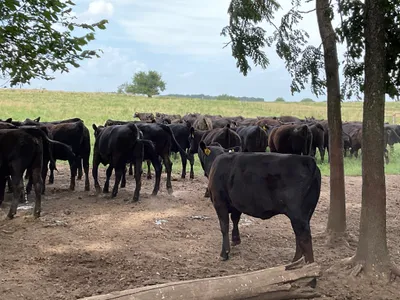 cattle listing photo
