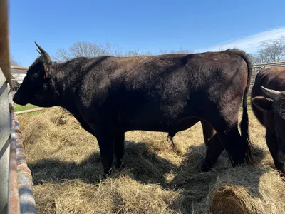 cattle listing photo