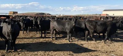 cattle listing photo