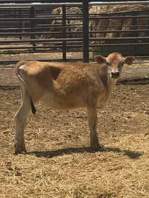 cattle listing photo
