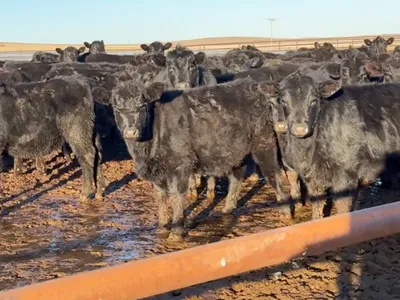 cattle listing photo