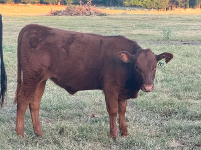 cattle listing photo