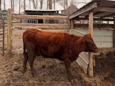 cattle listing photo