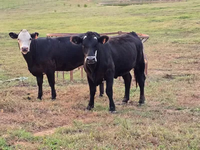 cattle listing photo